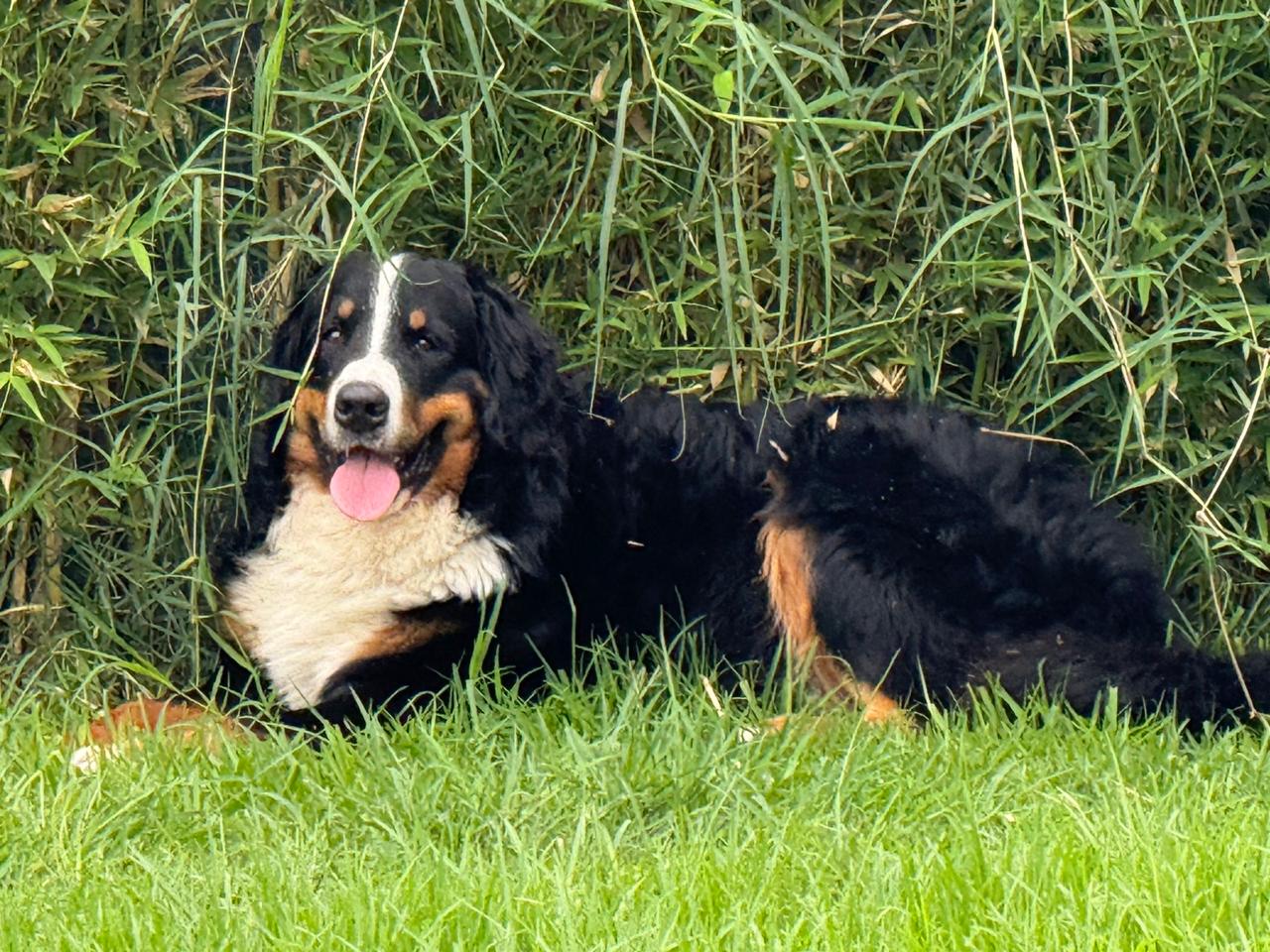 Wisky descansando feliz entre el pasto