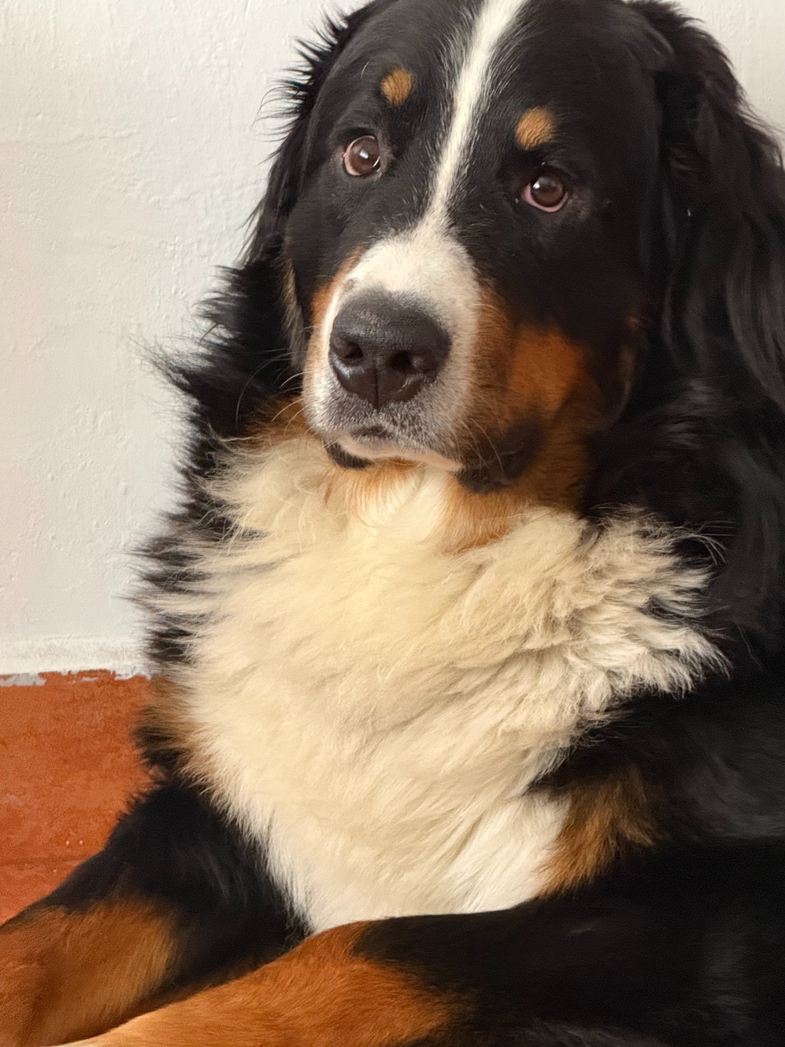 Retrato de Wisky, el Boyero de Berna que protagoniza Perroso.mx